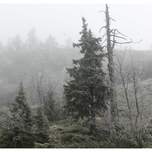 Vaimee Teetä akustiikkapaneeli omasta valokuvasta