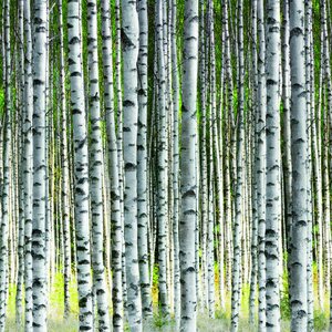 Tapetit.fi Tapetti Smart Art Easy 1,59 x 2,70m mural non- woven