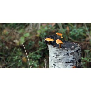 SUO acoustics Akustiikkataulu Syksy