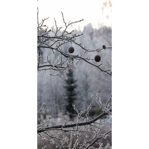 SUO acoustics Akustiikkataulu Kuurassa-2