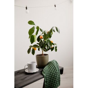 EcoFurn Granny-pöytä Mänty musta öljytty