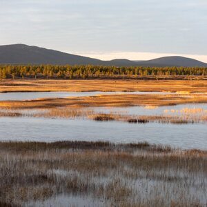 Rilla Tervonen Akustiikkataulu Aamu suolla 1