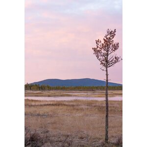 Rilla Tervonen Akustiikkataulu Lepohetki 2